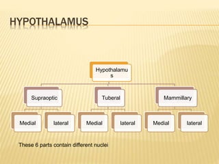 HYPOTHALAMUS
Hypothalamu
s
Supraoptic
Medial lateral
Tuberal
Medial lateral
Mammillary
Medial lateral
These 6 parts contain different nuclei
 