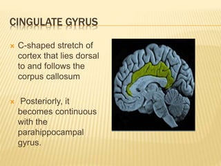 CINGULATE GYRUS
 C-shaped stretch of
cortex that lies dorsal
to and follows the
corpus callosum
 Posteriorly, it
becomes continuous
with the
parahippocampal
gyrus.
 