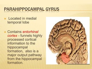 PARAHIPPOCAMPAL GYRUS
 Located in medial
temporal lobe
 Contains entorhinal
cortex - funnels highly
processed cortical
information to the
hippocampal
formation, also is a
major output pathway
from the hippocampal
formation.
 
