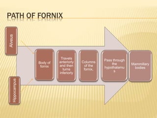 PATH OF FORNIXHippocampus
Alveus
Body of
fornix
Travels
anteriorly
and then
turns
inferiorly
Columns
of the
fornix,
Pass through
the
hypothalamu
s
Mammillary
bodies
 