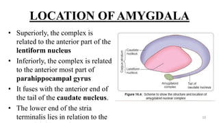 LOCATION OF AMYGDALA
• Superiorly, the complex is
related to the anterior part of the
lentiform nucleus
• Inferiorly, the complex is related
to the anterior most part of
parahippocampal gyrus
• It fuses with the anterior end of
the tail of the caudate nucleus.
• The lower end of the stria
terminalis lies in relation to the 10
 