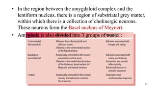• In the region between the amygdaloid complex and the
lentiform nucleus, there is a region of substriatal grey matter,
within which there is a collection of cholinergic neurons.
These neurons form the Basal nucleus of Meynert.
• Amyglada is also divided into 3 groups of nuclei :
11
 