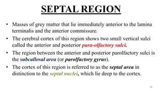 SEPTAL REGION
• Masses of grey matter that lie immediately anterior to the lamina
terminalis and the anterior commissure.
• The cerebral cortex of this region shows two small vertical sulci
called the anterior and posterior para-olfactory sulci.
• The region between the anterior and posterior parolfactory sulci is
the subcallosal area (or parolfactory gyrus).
• The cortex of this region is referred to as the septal area in
distinction to the septal nuclei, which lie deep to the cortex.
18
 