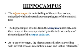 HIPPOCAMPUS
• The hippocampus is an infolding of the cerebral cortex,
embedded within the parahippocampal gyrus of the temporal
lobe
• The hippocampus extends from the amygdala anteriorly, and
then tapers as it courses posteriorly to the inferior surface of
the splenium of the corpus callosum.
• At its anterior extent, the hippocampus displays a swelling
with several grooves resembling a paw, and is thus referred to
21
 