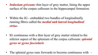 • Indusium griseum: thin layer of grey matter, lining the upper
surface of the corpus callosum in the hippocampal formation.
• Within the IG - embedded two bundles of longitudinally
running fibres called the medial and lateral longitudinal
striae.
• IG continuous with a thin layer of grey matter related to the
inferior aspect of the splenium of the corpus callosum: splenial
gyrus or gyrus fasciolaris
• The splenial gyrus runs forwards to become continuous with 22
 