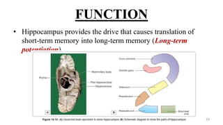 FUNCTION
• Hippocampus provides the drive that causes translation of
short-term memory into long-term memory (Long-term
potentiation).
24
 