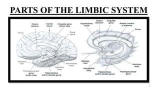 PARTS OF THE LIMBIC SYSTEM
7
 