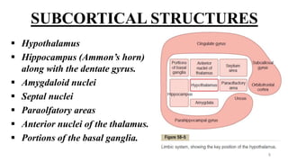 SUBCORTICAL STRUCTURES
 Hypothalamus
 Hippocampus (Ammon’s horn)
along with the dentate gyrus.
 Amygdaloid nuclei
 Septal nuclei
 Paraolfatory areas
 Anterior nuclei of the thalamus.
 Portions of the basal ganglia.
8
 