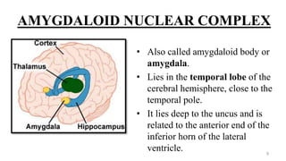 AMYGDALOID NUCLEAR COMPLEX
• Also called amygdaloid body or
amygdala.
• Lies in the temporal lobe of the
cerebral hemisphere, close to the
temporal pole.
• It lies deep to the uncus and is
related to the anterior end of the
inferior horn of the lateral
ventricle. 9
 