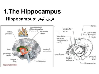 1.The Hippocampus
‫البحر‬ ‫فرس‬
Hippocampus;
 