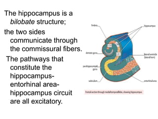 The hippocampus is a
bilobate structure;
the two sides
communicate through
the commissural fibers.
The pathways that
constitute the
hippocampus-
entorhinal area-
hippocampus circuit
are all excitatory.
 
