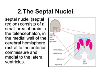 2.The Septal Nuclei
septal nuclei (septal
region) consists of a
small area of brain in
the telencephalon, in
the medial wall of the
cerebral hemisphere
rostral to the anterior
commissure and
medial to the lateral
ventricles.
 