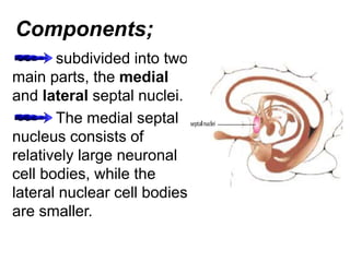Components;
subdivided into two
main parts, the medial
and lateral septal nuclei.
The medial septal
nucleus consists of
relatively large neuronal
cell bodies, while the
lateral nuclear cell bodies
are smaller.
 