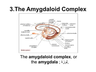 3.The Amygdaloid Complex
The amygdaloid complex, or
the amygdala ; ‫لوزة‬,
 