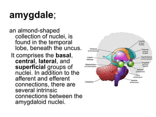 amygdale;
an almond-shaped
collection of nuclei, is
found in the temporal
lobe, beneath the uncus.
It comprises the basal,
central, lateral, and
superficial groups of
nuclei. In addition to the
afferent and efferent
connections, there are
several intrinsic
connections between the
amygdaloid nuclei.
 
