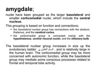 amygdale;
nuclei have been grouped as the larger basolateral and
smaller corticomedial nuclei, which include the central
nucleus.
This grouping is based on function and connections;
 the basolateral nuclear group has connections with the striatum,
thalamus, and the cerebral cortex,
 the corticomedial group is connected mainly with the
hypothalamus, central visceral nuclei, and the olfactory bulb.
The basolateral nuclear group increases in size up the
evolutionary ladder ‫م‬‫االطولو‬ ‫م‬ّ‫السل‬ , and is relatively large in
the human brain. The corticomedial group may be more
concerned with autonomic function, while the basolateral
group may mediate some conscious processes related to
frontal and temporal lobe activity.
 