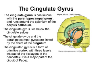 The Cingulate Gyrus
The cingulate gyrus is continuous
with the parahippocampal gyrus,
and runs around the splenium of the
corpus callosum.
The cingulate gyrus lies below the
cingulate sulcus.
The cingulate gyrus and the
parahippocampal gyrus are linked
by the fibers of the cingulum.
The cingulated gyrus is a form of
primitive cortex, with three layers
instead of the six layers of the
neocortex. It is a major part of the
circuit of Papez
 