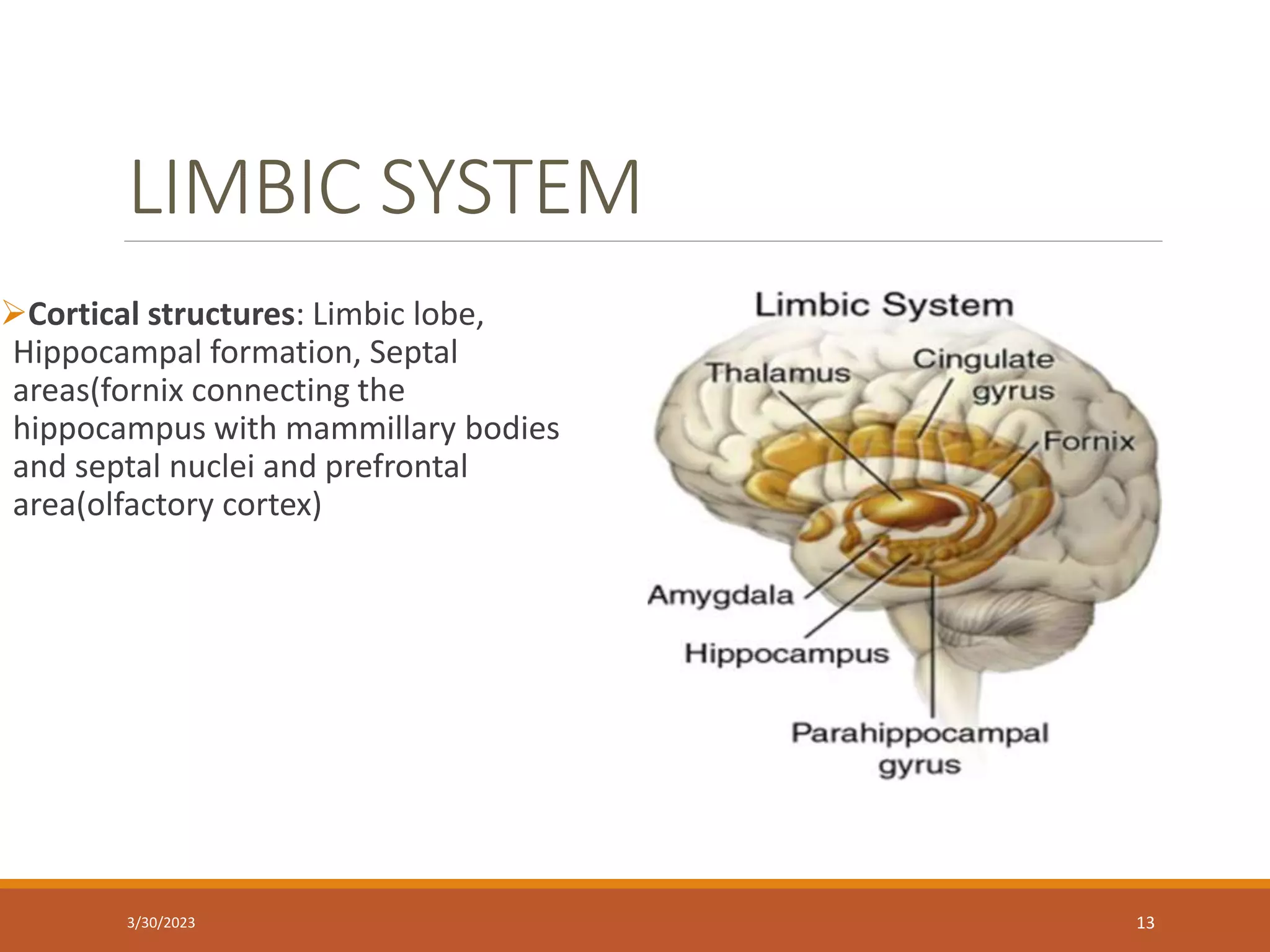 LIMBIC SYSTEM
Cortical structures: Limbic lobe,
Hippocampal formation, Septal
areas(fornix connecting the
hippocampus with mammillary bodies
and septal nuclei and prefrontal
area(olfactory cortex)
13
3/30/2023
 