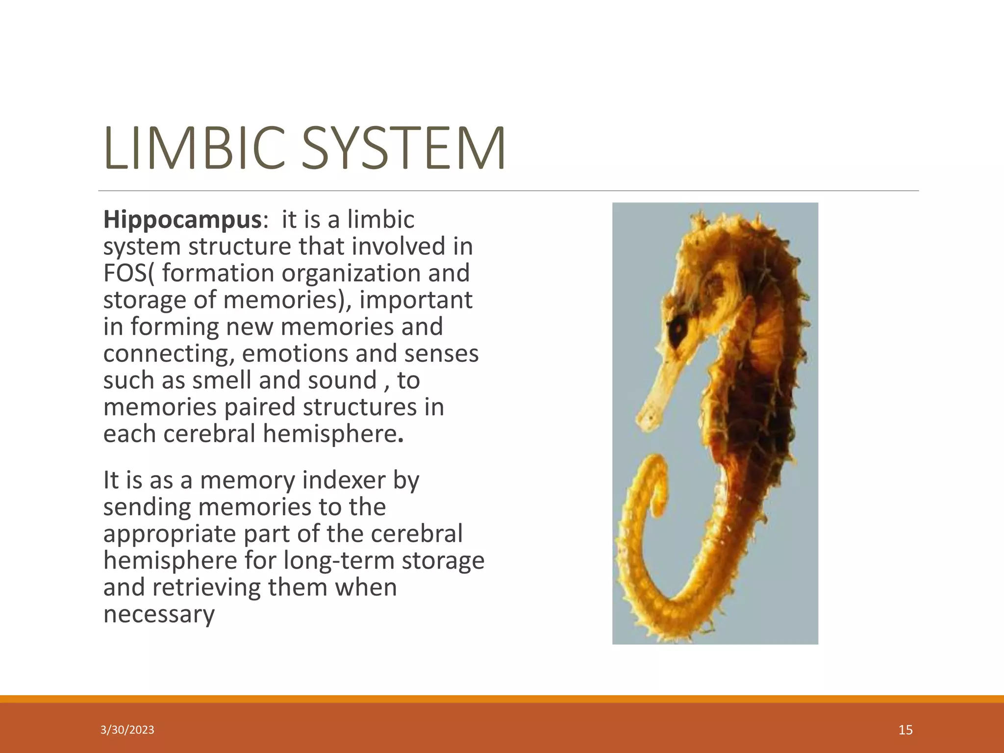 LIMBIC SYSTEM
Hippocampus: it is a limbic
system structure that involved in
FOS( formation organization and
storage of memories), important
in forming new memories and
connecting, emotions and senses
such as smell and sound , to
memories paired structures in
each cerebral hemisphere.
It is as a memory indexer by
sending memories to the
appropriate part of the cerebral
hemisphere for long-term storage
and retrieving them when
necessary
15
3/30/2023
 
