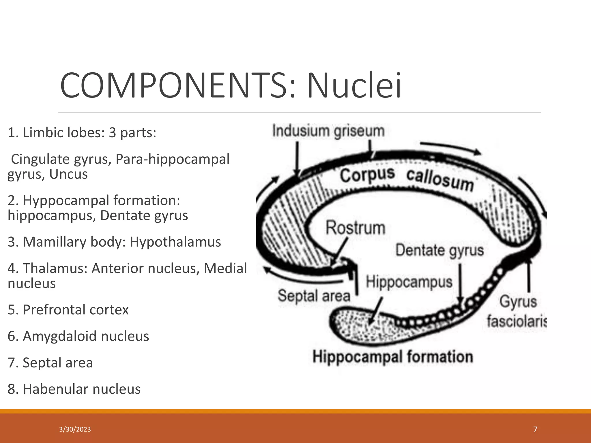 COMPONENTS: Nuclei
1. Limbic lobes: 3 parts:
Cingulate gyrus, Para-hippocampal
gyrus, Uncus
2. Hyppocampal formation:
hippocampus, Dentate gyrus
3. Mamillary body: Hypothalamus
4. Thalamus: Anterior nucleus, Medial
nucleus
5. Prefrontal cortex
6. Amygdaloid nucleus
7. Septal area
8. Habenular nucleus
7
3/30/2023
 