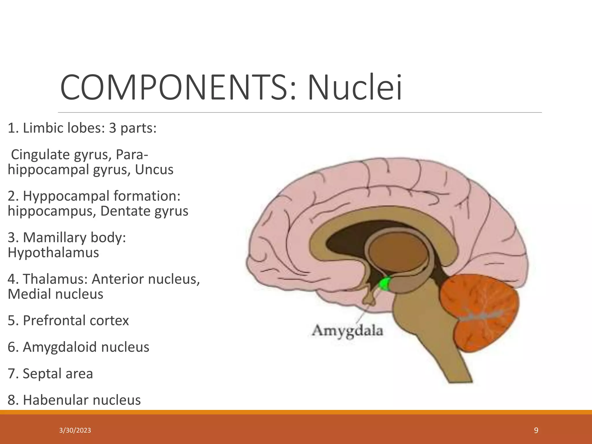 COMPONENTS: Nuclei
1. Limbic lobes: 3 parts:
Cingulate gyrus, Para-
hippocampal gyrus, Uncus
2. Hyppocampal formation:
hippocampus, Dentate gyrus
3. Mamillary body:
Hypothalamus
4. Thalamus: Anterior nucleus,
Medial nucleus
5. Prefrontal cortex
6. Amygdaloid nucleus
7. Septal area
8. Habenular nucleus
9
3/30/2023
 