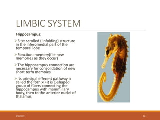 limbic system.pptx