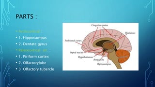 limbic system.pptx