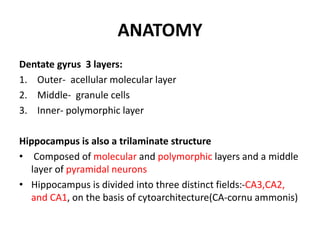ANATOMY
Dentate gyrus 3 layers:
1. Outer- acellular molecular layer
2. Middle- granule cells
3. Inner- polymorphic layer
Hippocampus is also a trilaminate structure
• Composed of molecular and polymorphic layers and a middle
layer of pyramidal neurons
• Hippocampus is divided into three distinct fields:-CA3,CA2,
and CA1, on the basis of cytoarchitecture(CA-cornu ammonis)
 