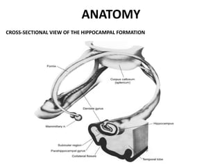ANATOMY
CROSS-SECTIONAL VIEW OF THE HIPPOCAMPAL FORMATION
 