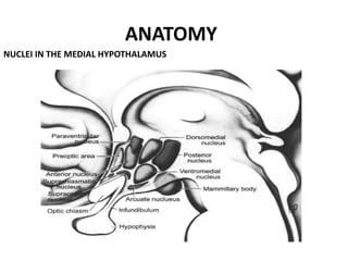 ANATOMY
NUCLEI IN THE MEDIAL HYPOTHALAMUS
 