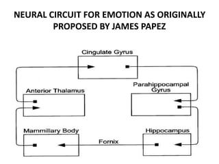 NEURAL CIRCUIT FOR EMOTION AS ORIGINALLY
PROPOSED BY JAMES PAPEZ
 