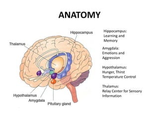 ANATOMY
Hippocampus:
Learning and
Memory
Amygdala:
Emotions and
Aggression
Hypothalamus:
Hunger, Thirst
Temperature Control
Thalamus:
Relay Center for Sensory
Information
 