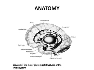 ANATOMY
Drawing of the major anatomical structures of the
limbic system
 