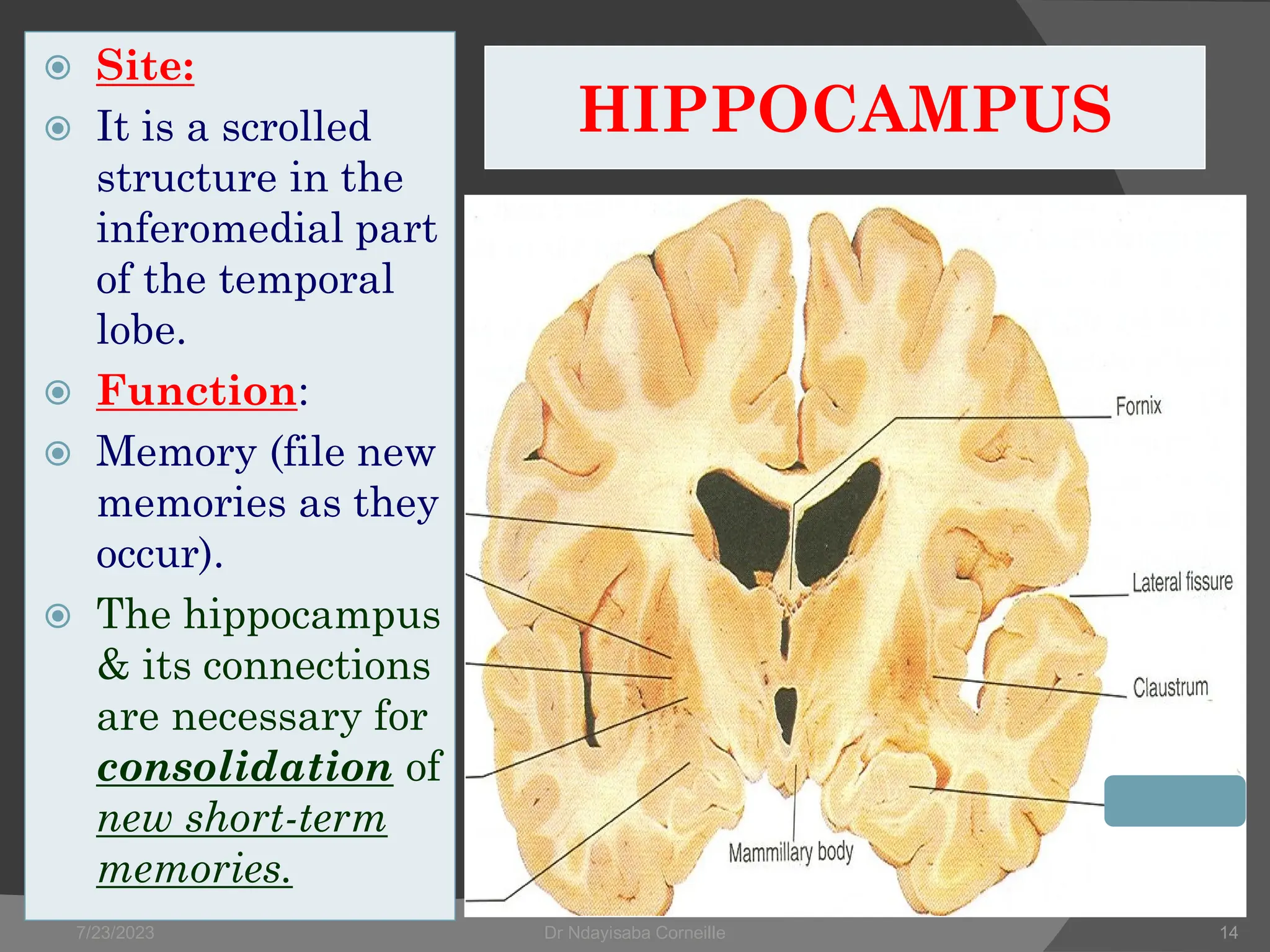 Anatomy and physiology of Limbic System.pdf