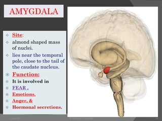 Anatomy and physiology of Limbic System.pdf