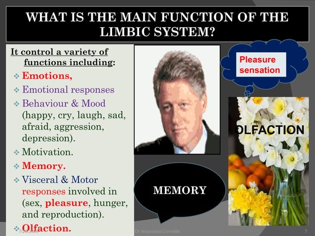 Anatomy and physiology of Limbic System.pdf | Brain and Nervous System ...