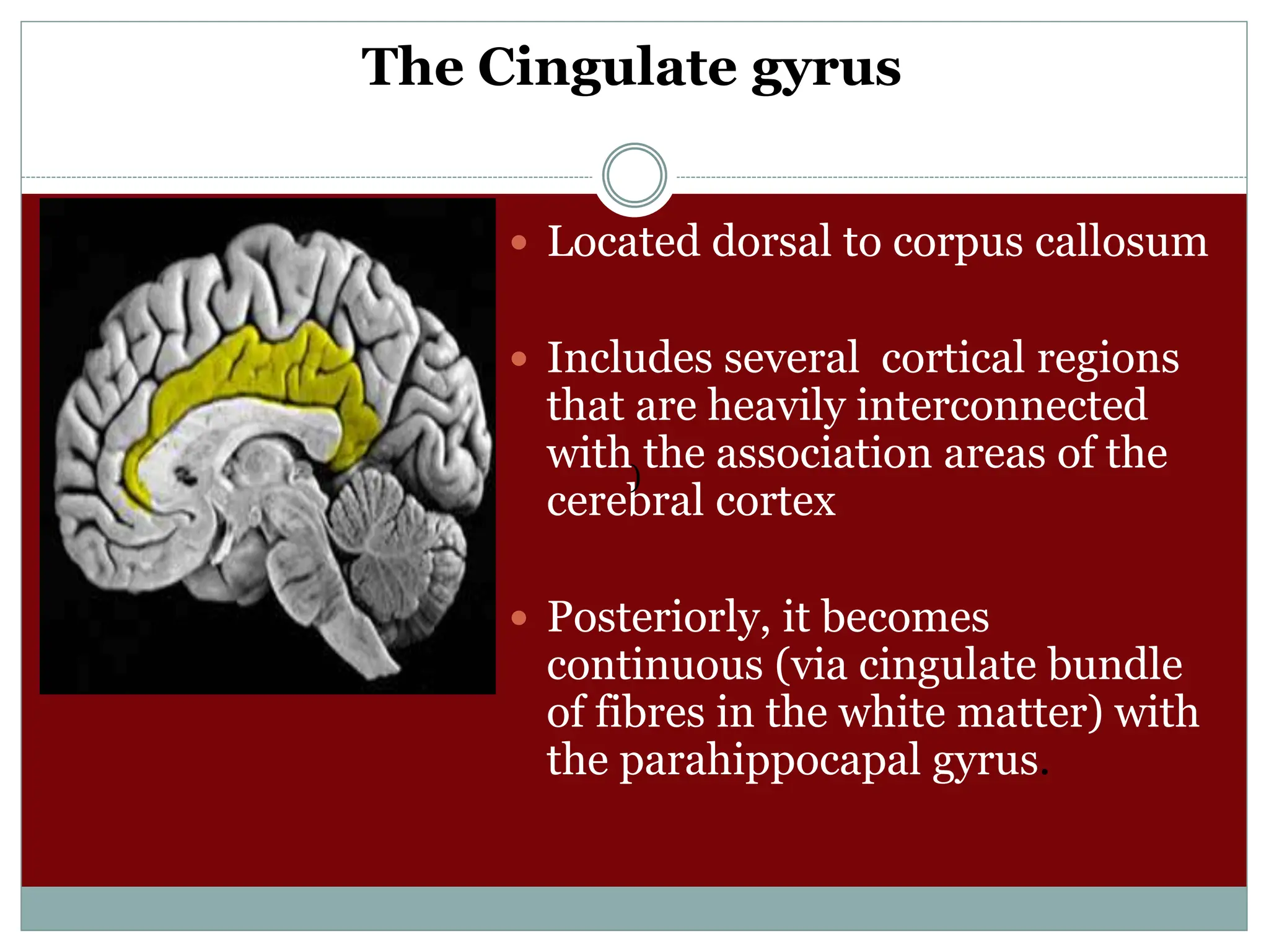 The Cingulate gyrus
 Located dorsal to corpus callosum
 Includes several cortical regions
that are heavily interconnected
with the association areas of the
cerebral cortex
 Posteriorly, it becomes
continuous (via cingulate bundle
of fibres in the white matter) with
the parahippocapal gyrus.
)
 