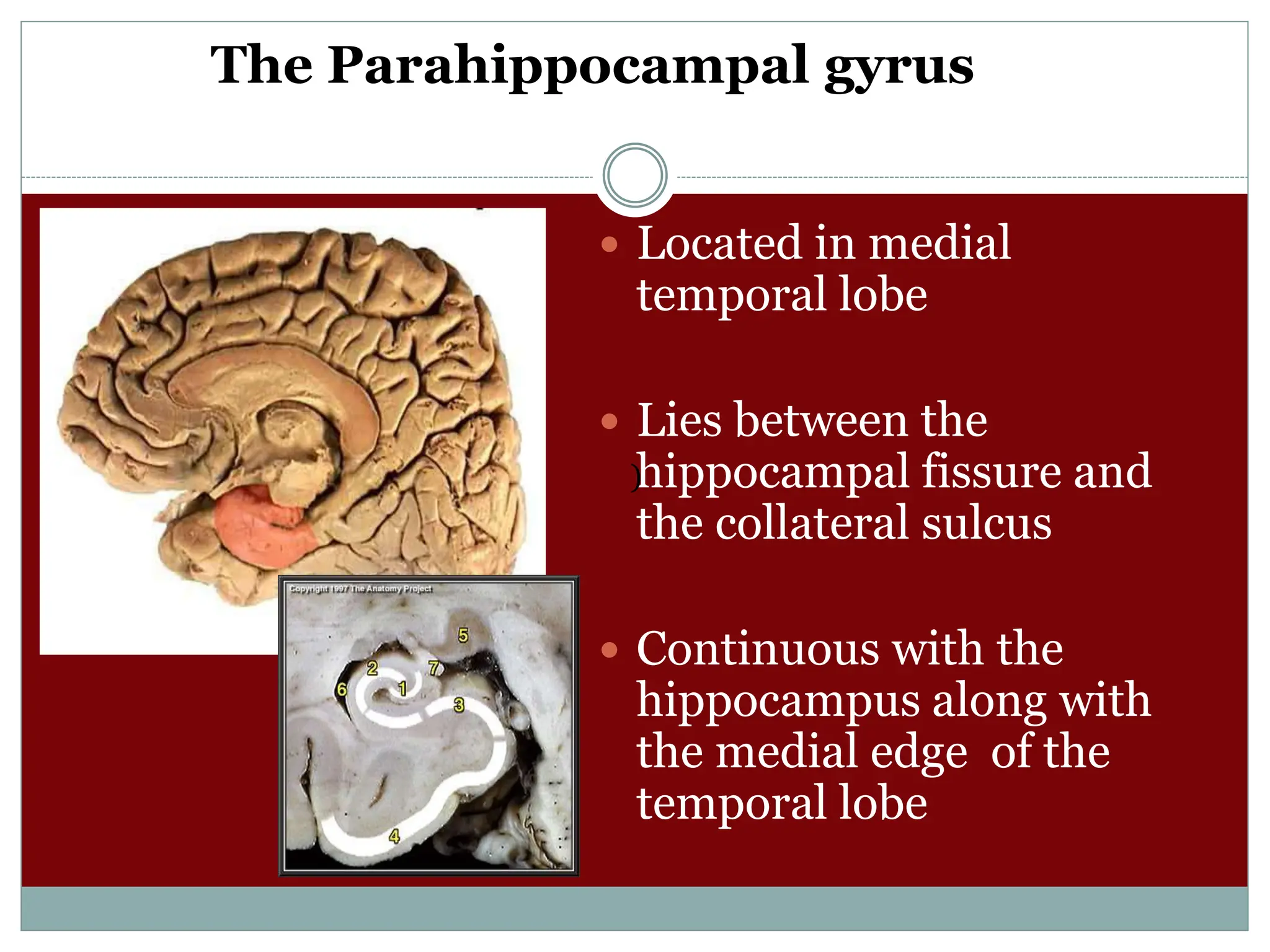 The Parahippocampal gyrus
 Located in medial
temporal lobe
 Lies between the
hippocampal fissure and
the collateral sulcus
 Continuous with the
hippocampus along with
the medial edge of the
temporal lobe
)
 