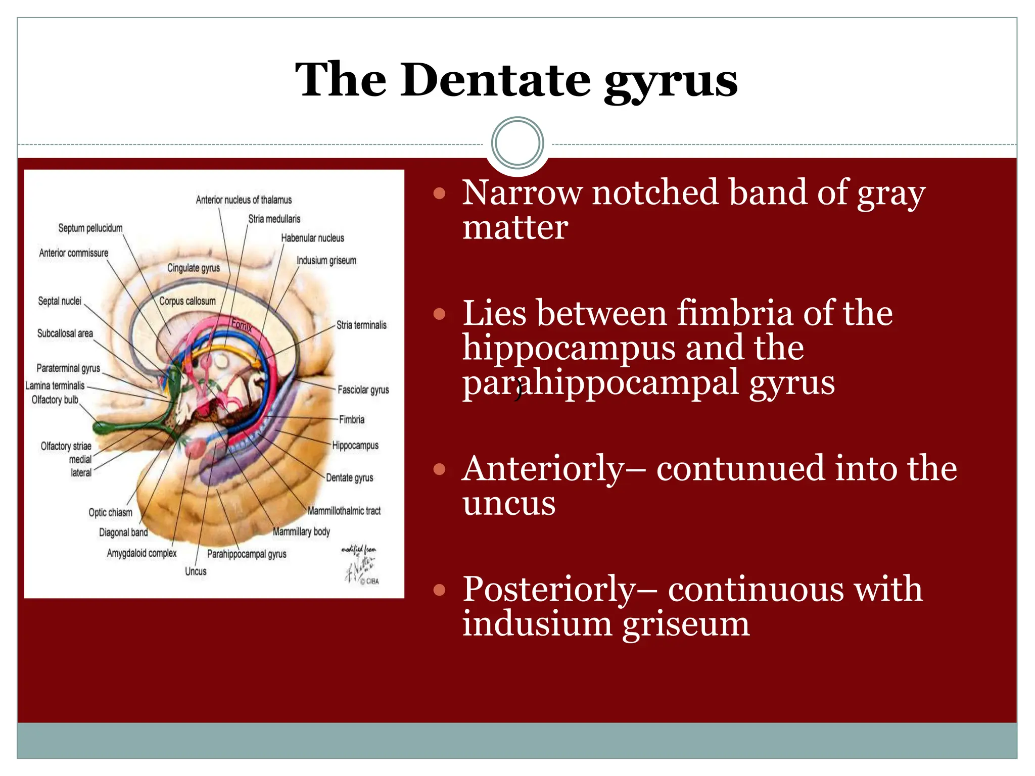 The Dentate gyrus
 Narrow notched band of gray
matter
 Lies between fimbria of the
hippocampus and the
parahippocampal gyrus
 Anteriorly– contunued into the
uncus
 Posteriorly– continuous with
indusium griseum
)
 