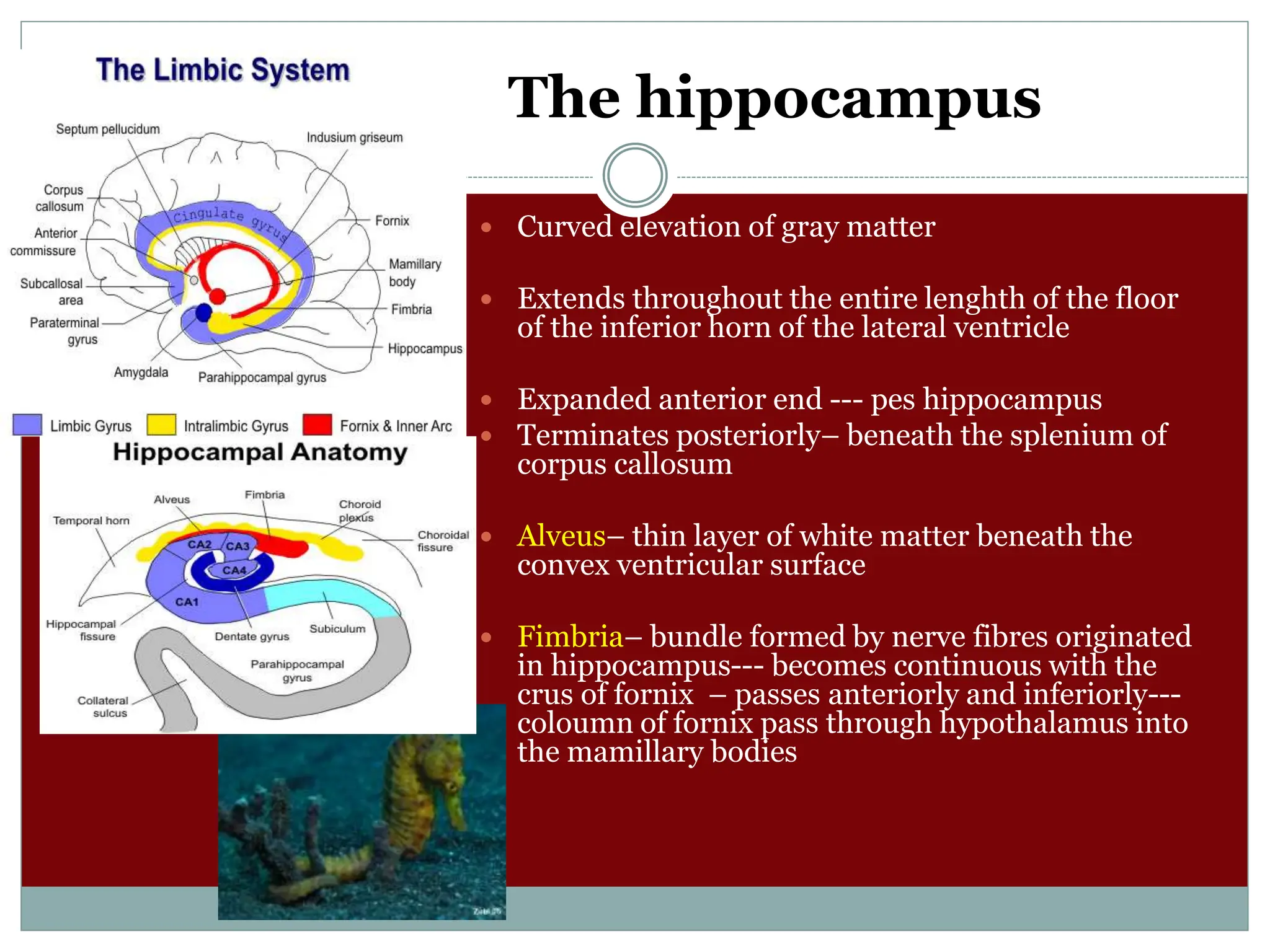 The hippocampus
 Curved elevation of gray matter
 Extends throughout the entire lenghth of the floor
of the inferior horn of the lateral ventricle
 Expanded anterior end --- pes hippocampus
 Terminates posteriorly– beneath the splenium of
corpus callosum
 Alveus– thin layer of white matter beneath the
convex ventricular surface
 Fimbria– bundle formed by nerve fibres originated
in hippocampus--- becomes continuous with the
crus of fornix – passes anteriorly and inferiorly---
coloumn of fornix pass through hypothalamus into
the mamillary bodies
 