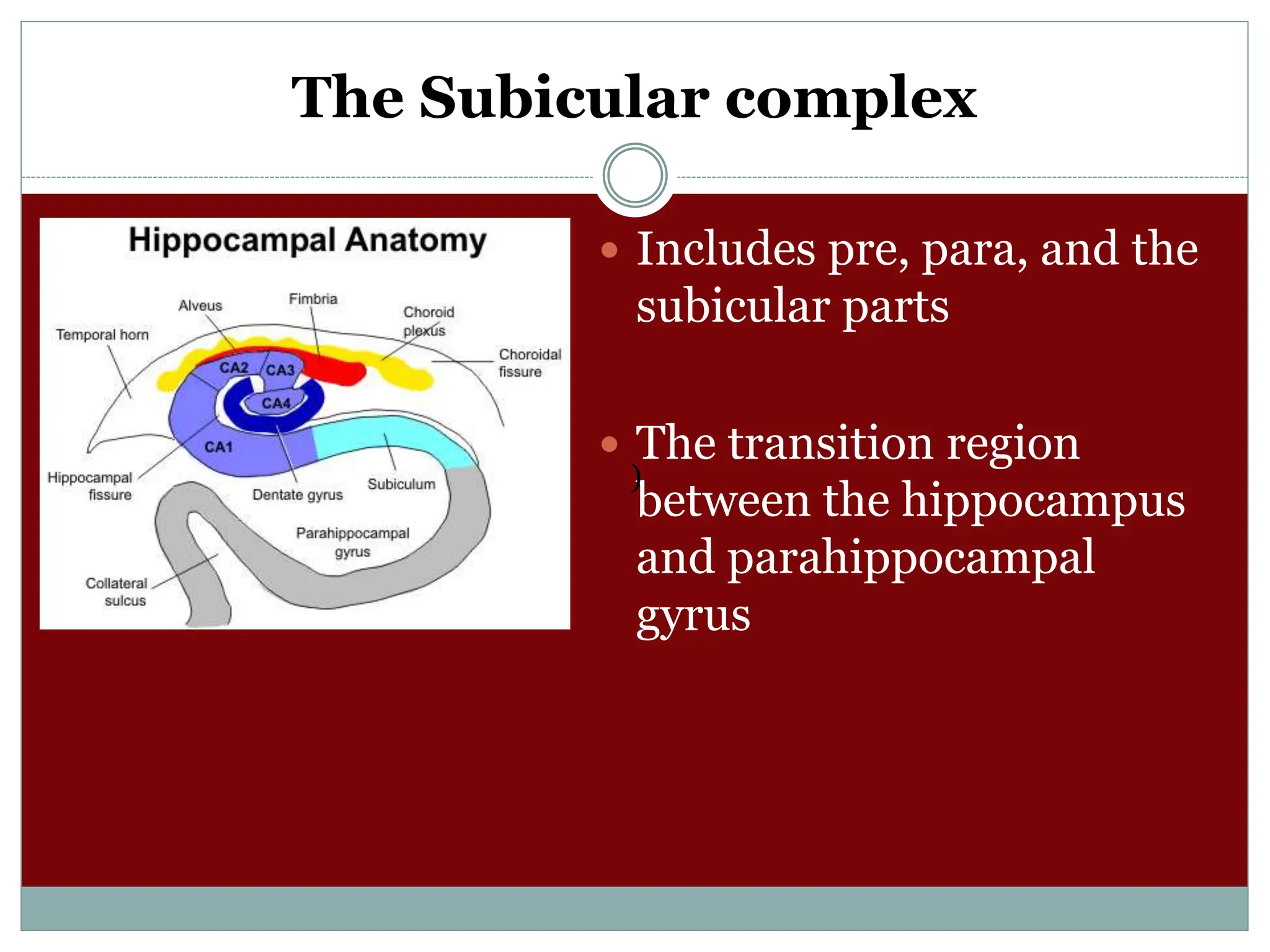 The Subicular complex
 Includes pre, para, and the
subicular parts
 The transition region
between the hippocampus
and parahippocampal
gyrus
)
 