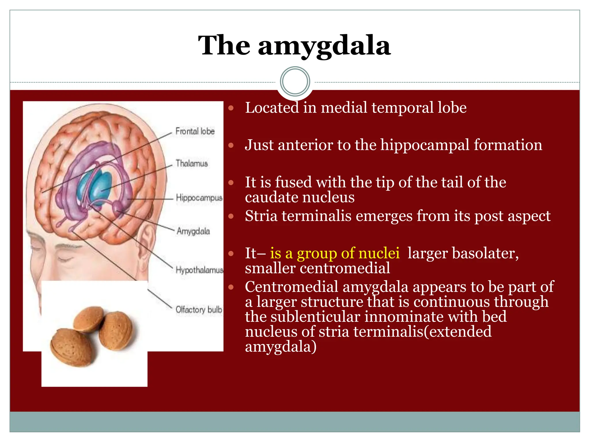 The amygdala
 Located in medial temporal lobe
 Just anterior to the hippocampal formation
 It is fused with the tip of the tail of the
caudate nucleus
 Stria terminalis emerges from its post aspect
 It– is a group of nuclei larger basolater,
smaller centromedial
 Centromedial amygdala appears to be part of
a larger structure that is continuous through
the sublenticular innominate with bed
nucleus of stria terminalis(extended
amygdala)
 