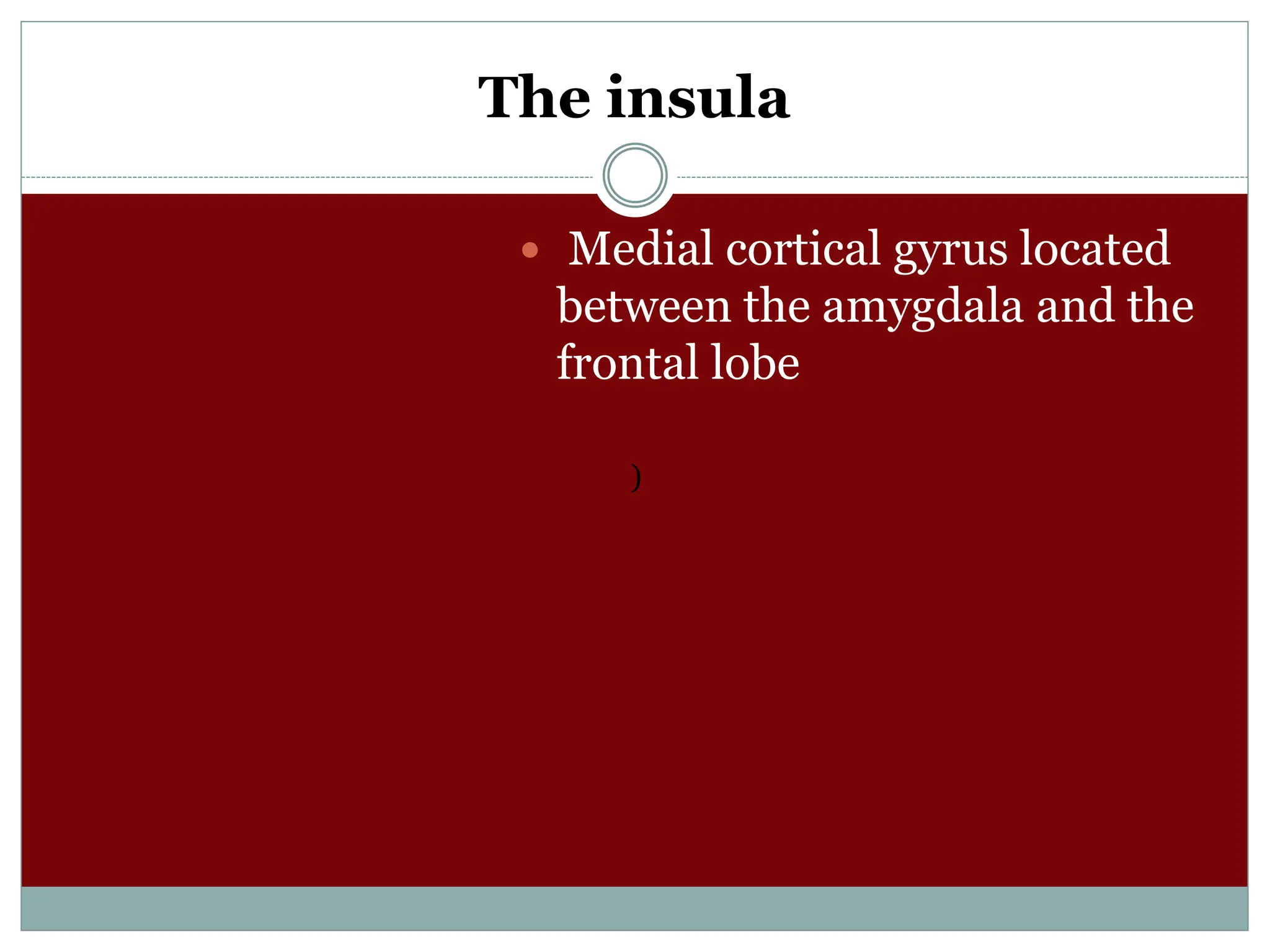 The insula
 Medial cortical gyrus located
between the amygdala and the
frontal lobe
)
 