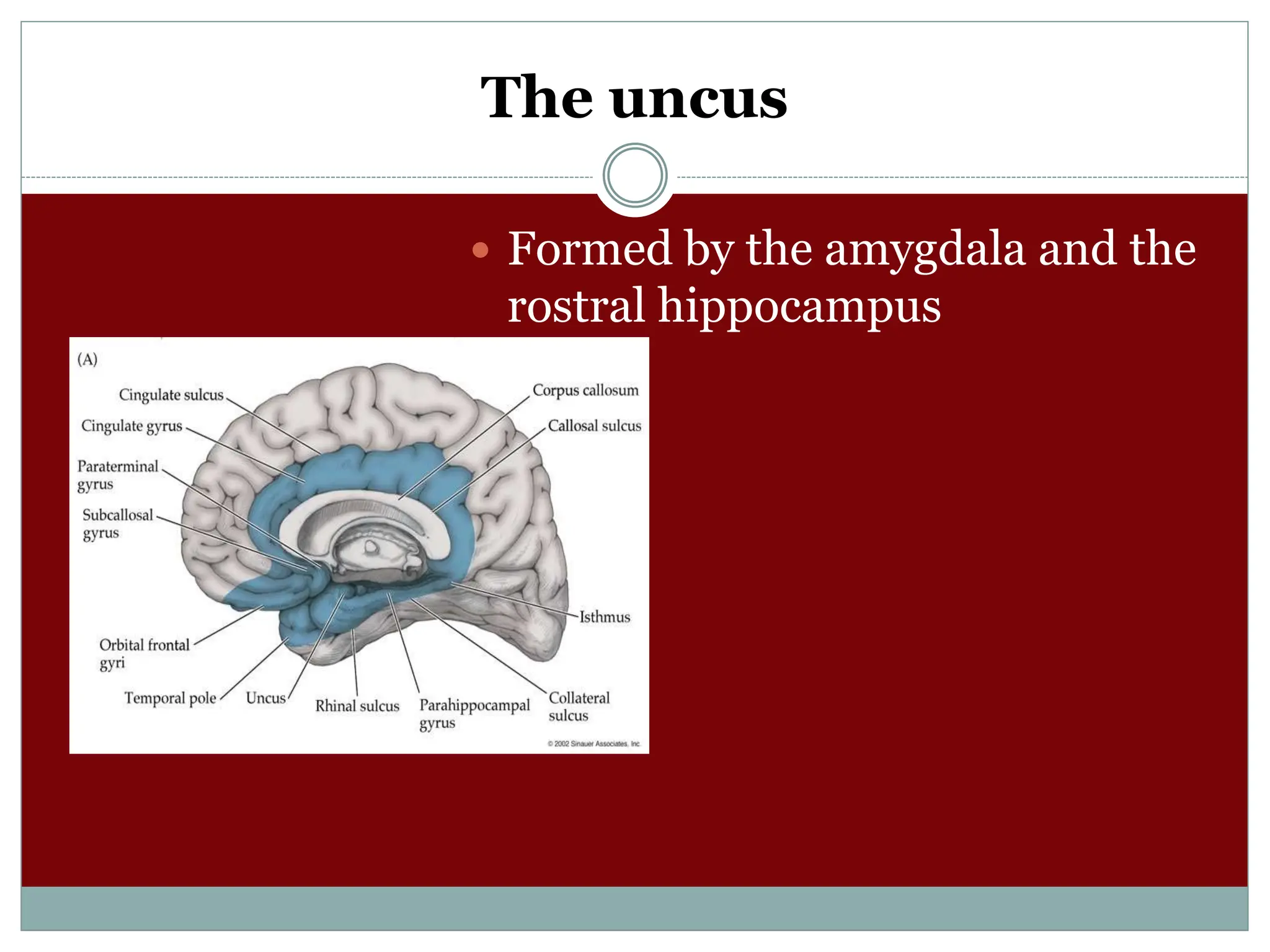 The uncus
 Formed by the amygdala and the
rostral hippocampus
 