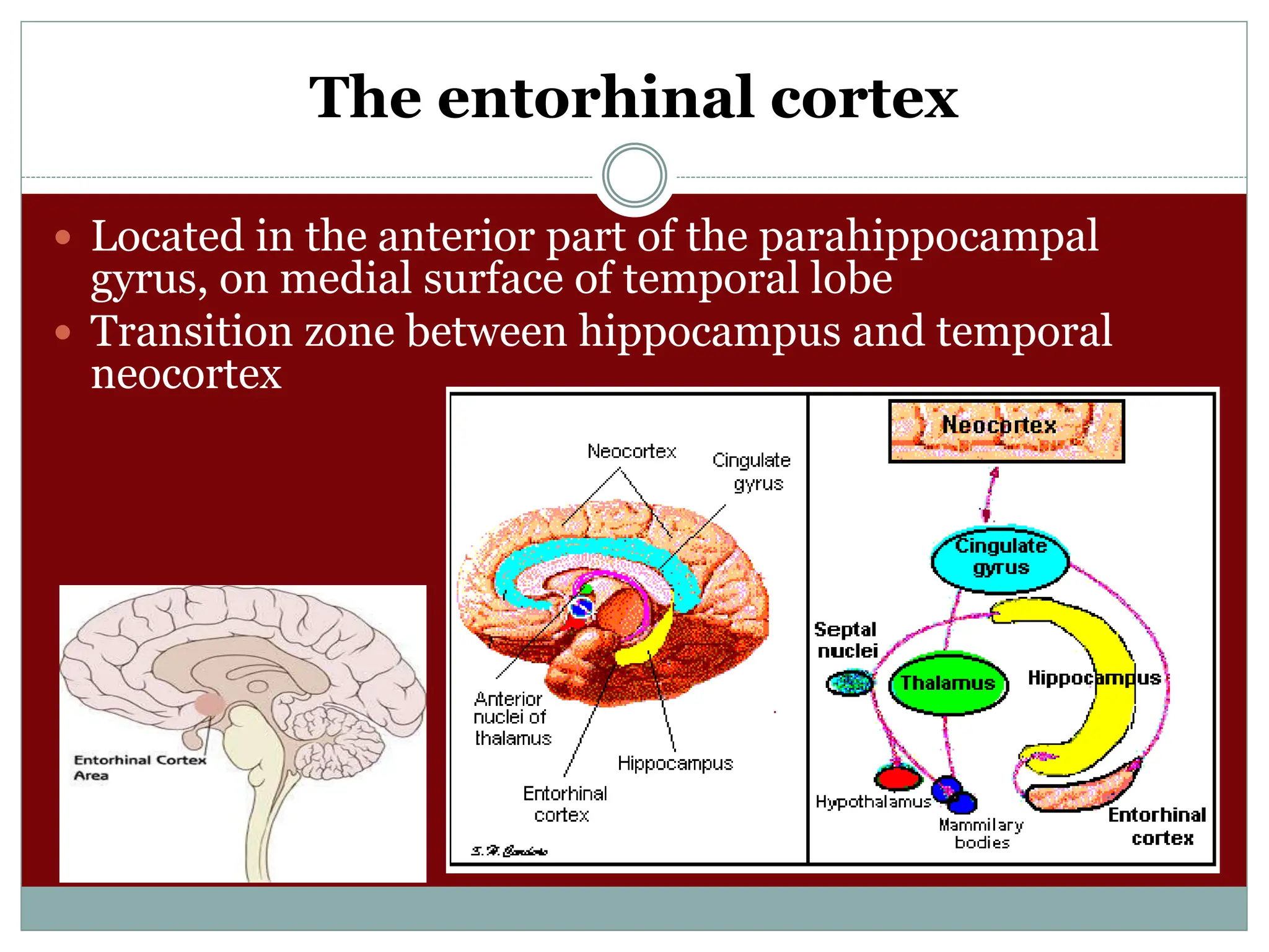 The entorhinal cortex
 Located in the anterior part of the parahippocampal
gyrus, on medial surface of temporal lobe
 Transition zone between hippocampus and temporal
neocortex
 
