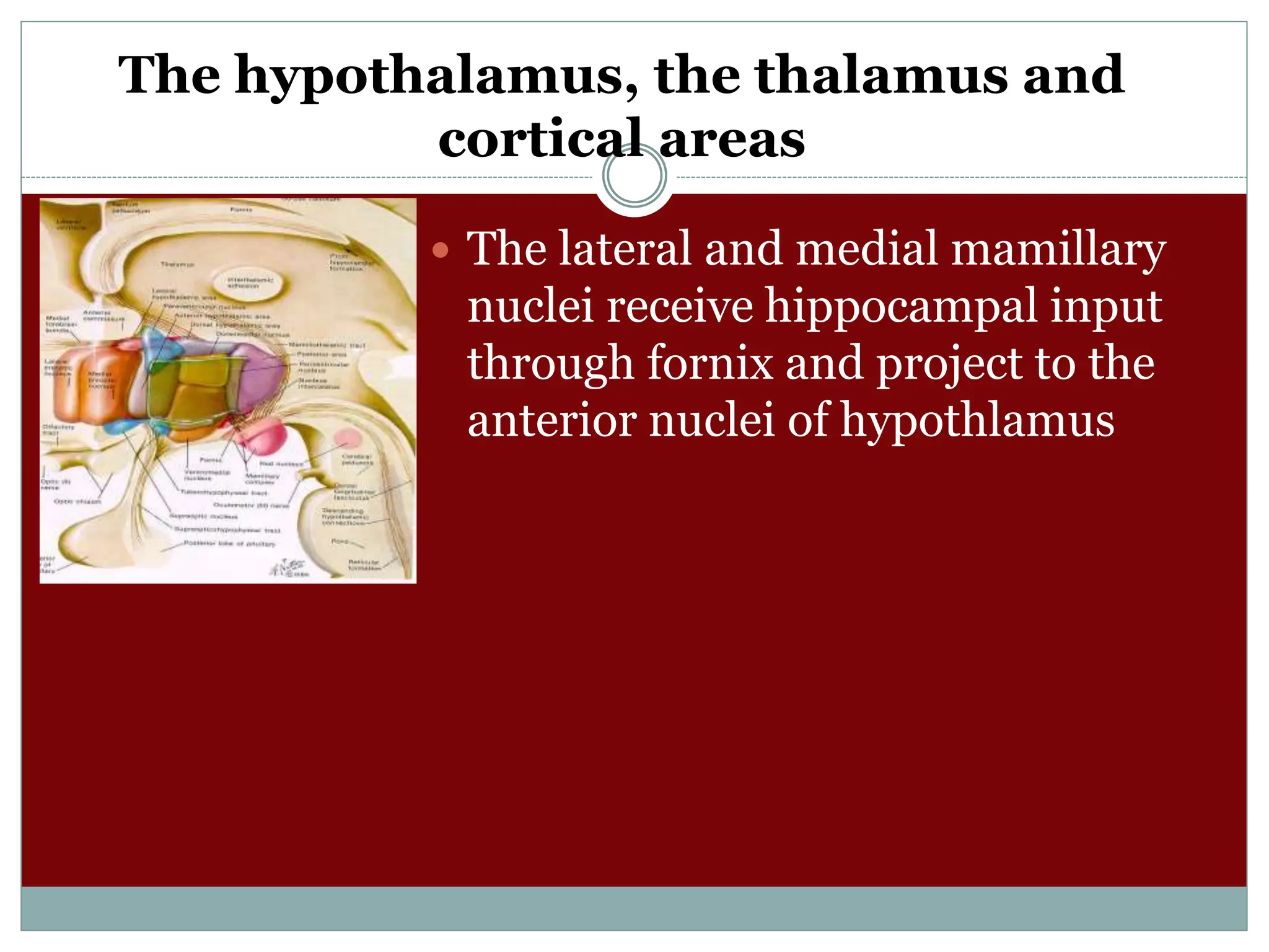 The hypothalamus, the thalamus and
cortical areas
 The lateral and medial mamillary
nuclei receive hippocampal input
through fornix and project to the
anterior nuclei of hypothlamus
 