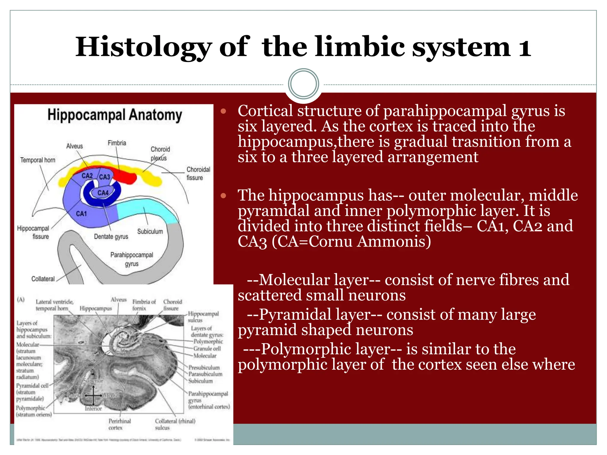 Histology of the limbic system 1
 Cortical structure of parahippocampal gyrus is
six layered. As the cortex is traced into the
hippocampus,there is gradual trasnition from a
six to a three layered arrangement
 The hippocampus has-- outer molecular, middle
pyramidal and inner polymorphic layer. It is
divided into three distinct fields– CA1, CA2 and
CA3 (CA=Cornu Ammonis)
--Molecular layer-- consist of nerve fibres and
scattered small neurons
--Pyramidal layer-- consist of many large
pyramid shaped neurons
---Polymorphic layer-- is similar to the
polymorphic layer of the cortex seen else where
 
