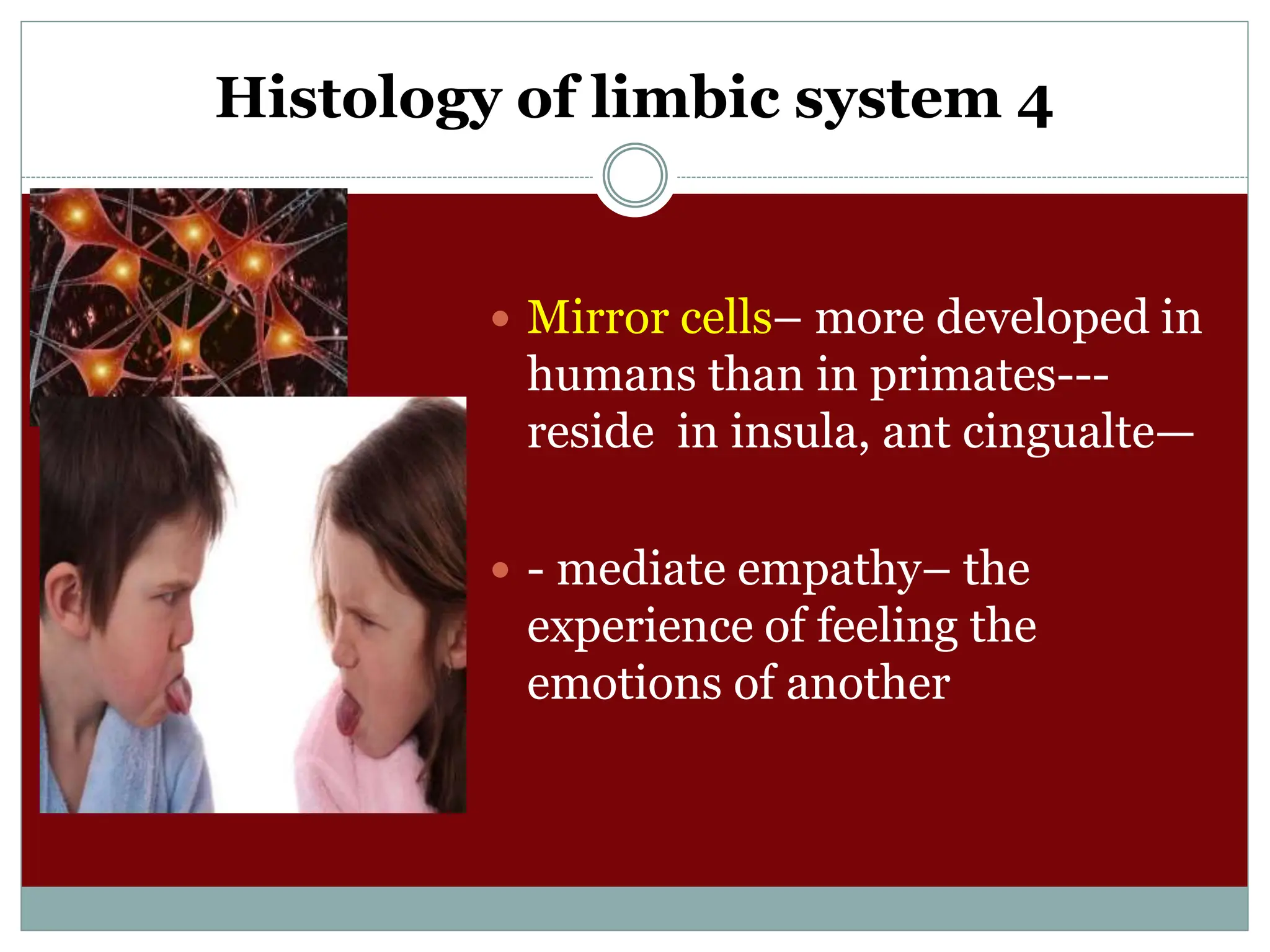 Histology of limbic system 4
 Mirror cells– more developed in
humans than in primates---
reside in insula, ant cingualte—
 - mediate empathy– the
experience of feeling the
emotions of another
 
