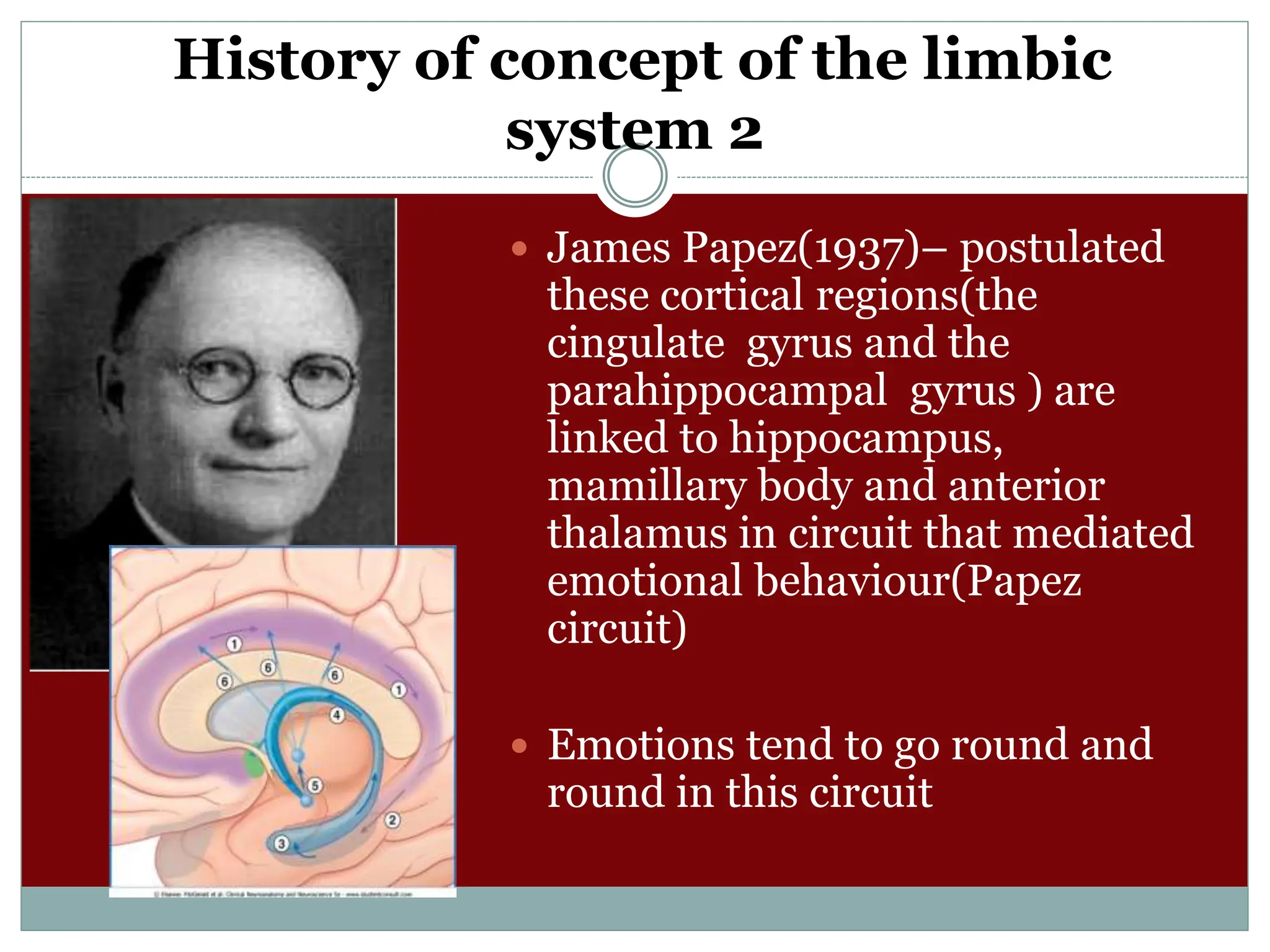 History of concept of the limbic
system 2
 James Papez(1937)– postulated
these cortical regions(the
cingulate gyrus and the
parahippocampal gyrus ) are
linked to hippocampus,
mamillary body and anterior
thalamus in circuit that mediated
emotional behaviour(Papez
circuit)
 Emotions tend to go round and
round in this circuit
 