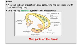 Comprehensive Overview of the Limbic System: Anatomy, Functions, and ...
